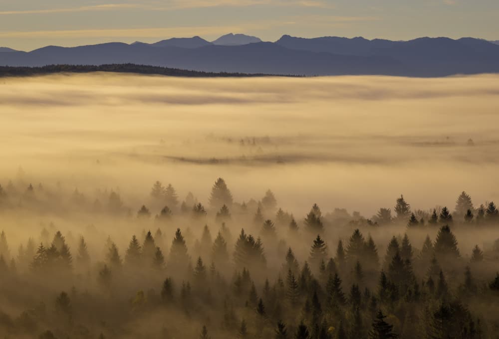 Golden Fog Forest by Norbert Maier — canvas wall art