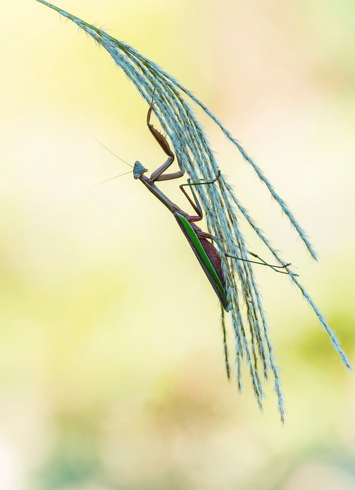 Hanging Green Mantis by Wei (David) Dai — canvas wall art