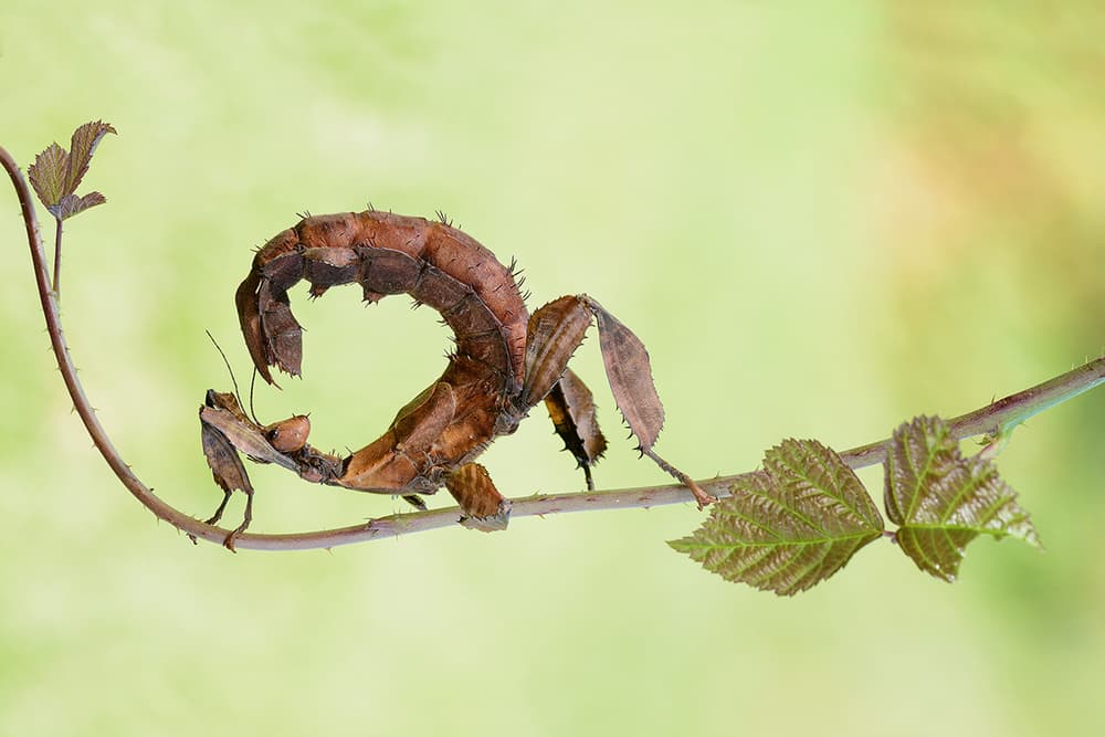 Intricate Stick Insect Camouflage by Roberto Marini — canvas wall art