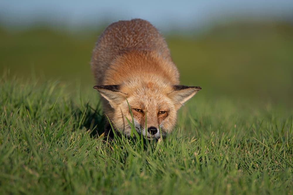 Stalking Wild Fox by Tracy — canvas wall art