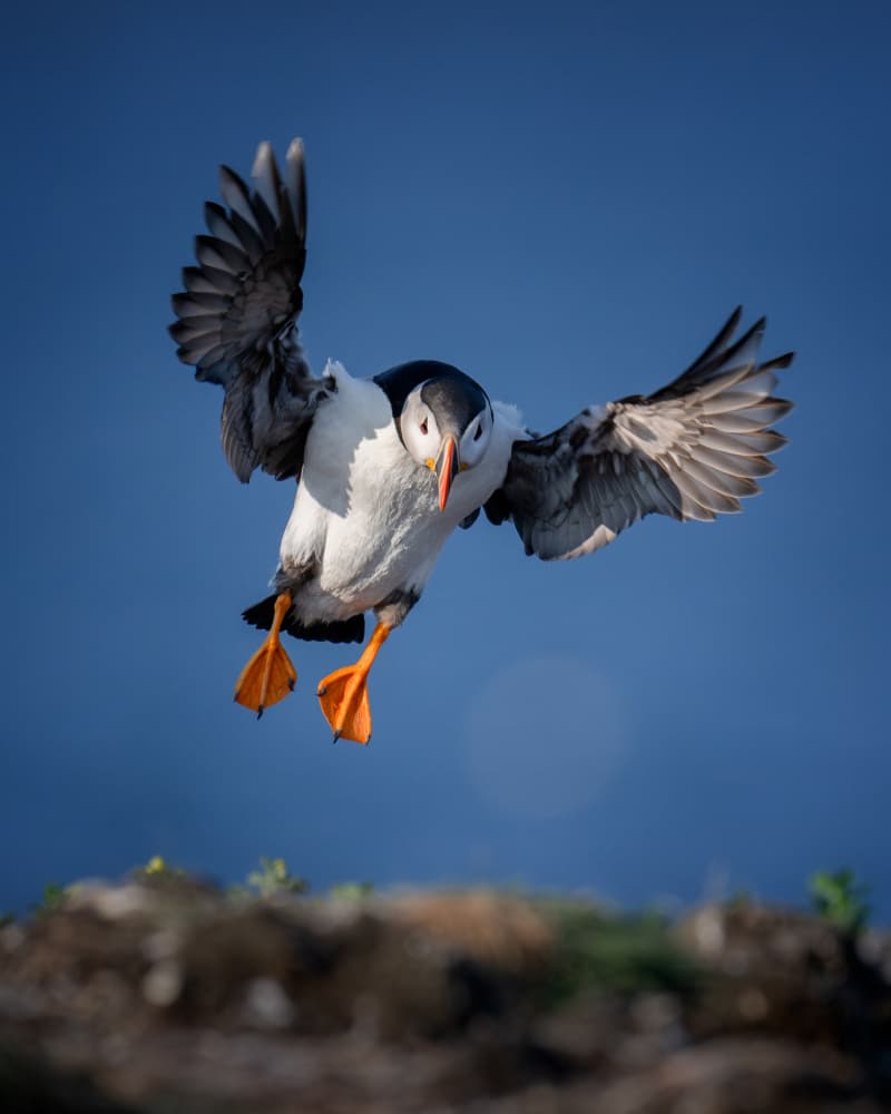Puffin Landing by Siyu_Wei APA — canvas wall art
