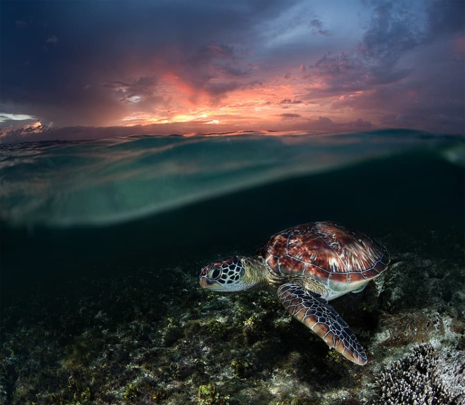 Ocean Turtle Sunset by Andrey Narchuk — canvas wall art