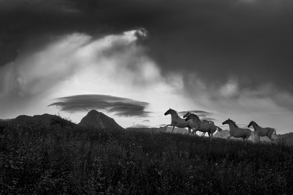Galloping Wild Horses by Milan Malovrh — canvas wall art