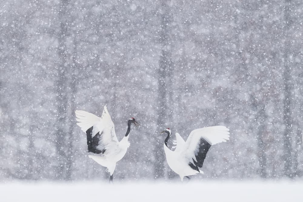 Snowy Crane Dance by Roberto Marchegiani — canvas wall art