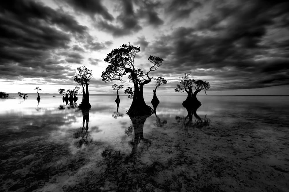 Dramatic Mangrove Reflections by Gunarto Song — canvas wall art