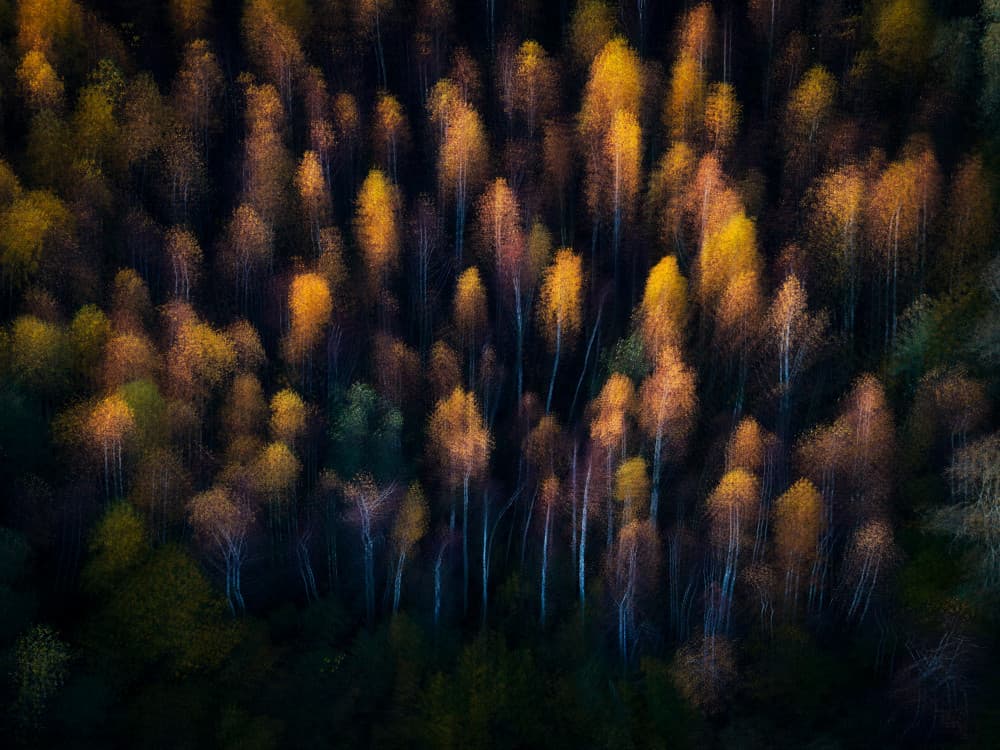 Golden Autumn Forest by Bingo Z — canvas wall art
