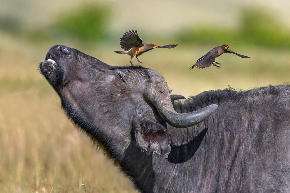 Wild Buffalo And Oxpeckers by Xavier Ortega — canvas wall art