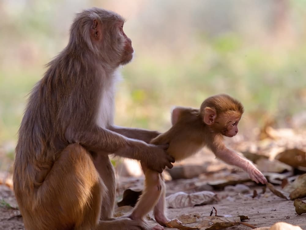 Mother Guiding Baby Monkey by Rajat Dhesi — canvas wall art