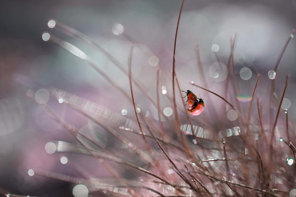 Ladybug in Morning Dew by Anna Cseresnjes — canvas wall art