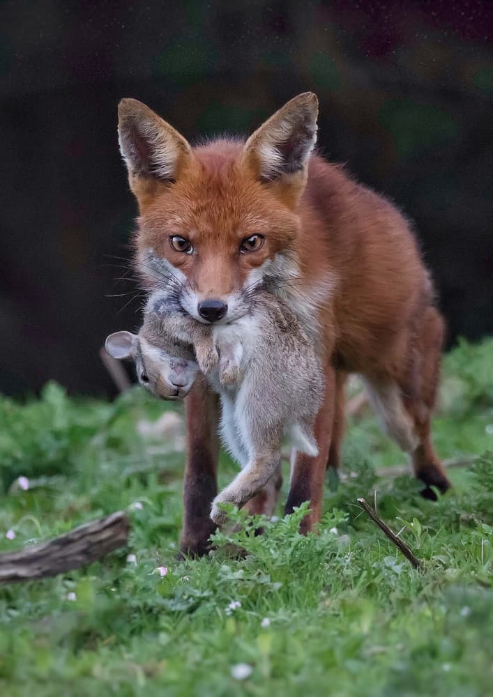 Red Fox Carrying Rabbit by Kieran O Mahony AIPF — canvas wall art