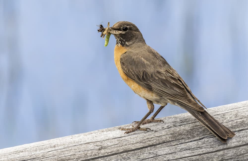 Robin's Fresh Catch by Ozan AKTAS — canvas wall art