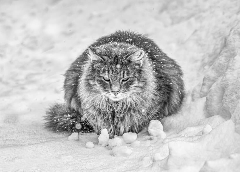 Sleepy Cat in Snow by Oana Vasileniuc — canvas wall art