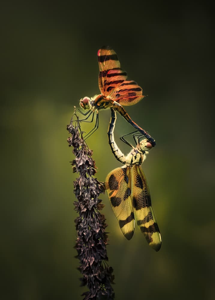 Summer Dragonfly Romance by Anna Zhang — canvas wall art