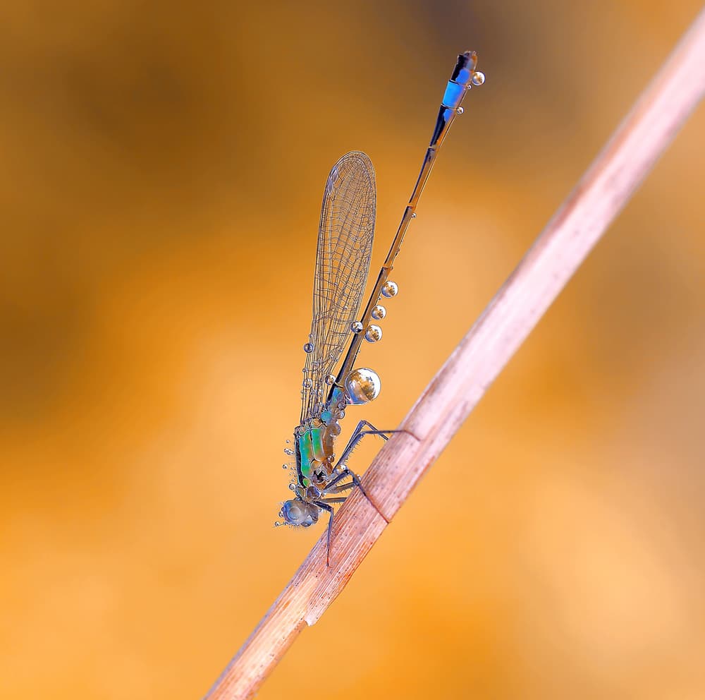 Damselfly Morning Dew by Thierry Dufour — canvas wall art