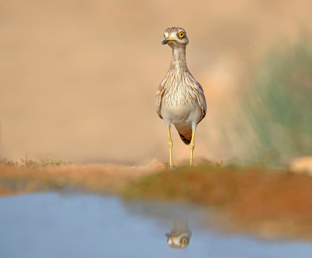 Desert Bird Reflection by Shlomo Waldmann — canvas wall art
