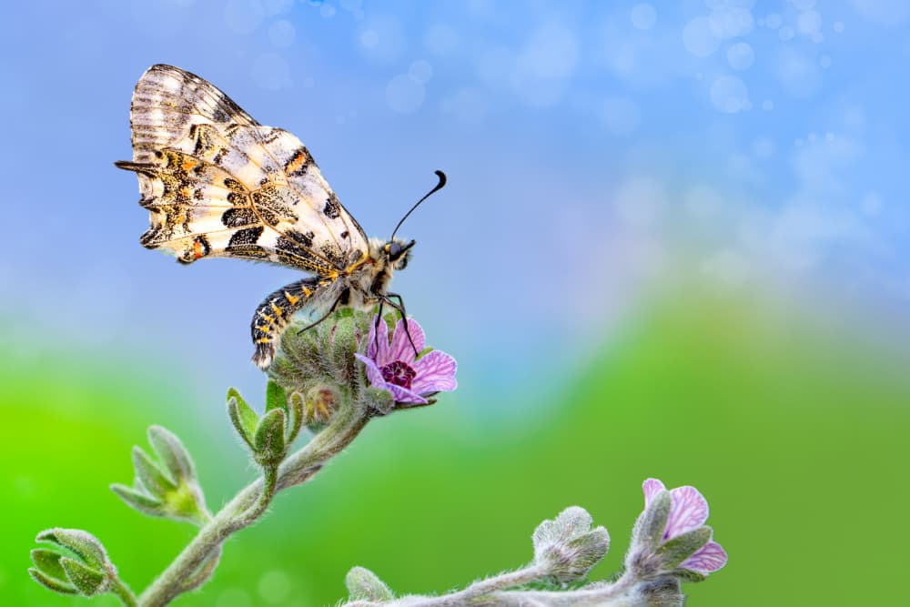 Vibrant Butterfly Blossom by Mustafa öztürk — canvas wall art