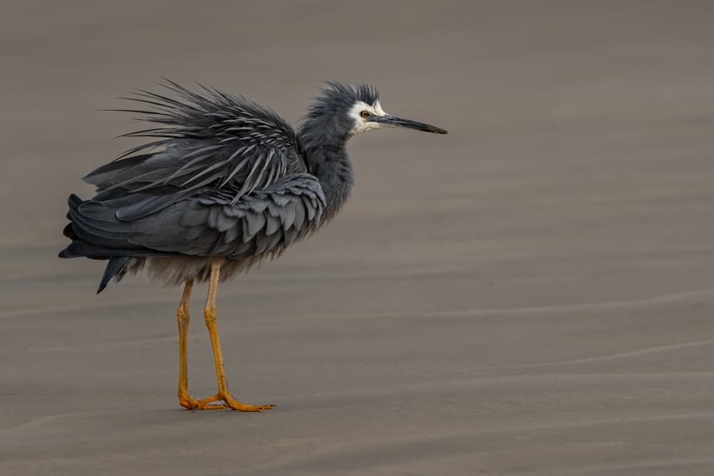 Ruffled Grey Heron by Patrick Dessureault — canvas wall art