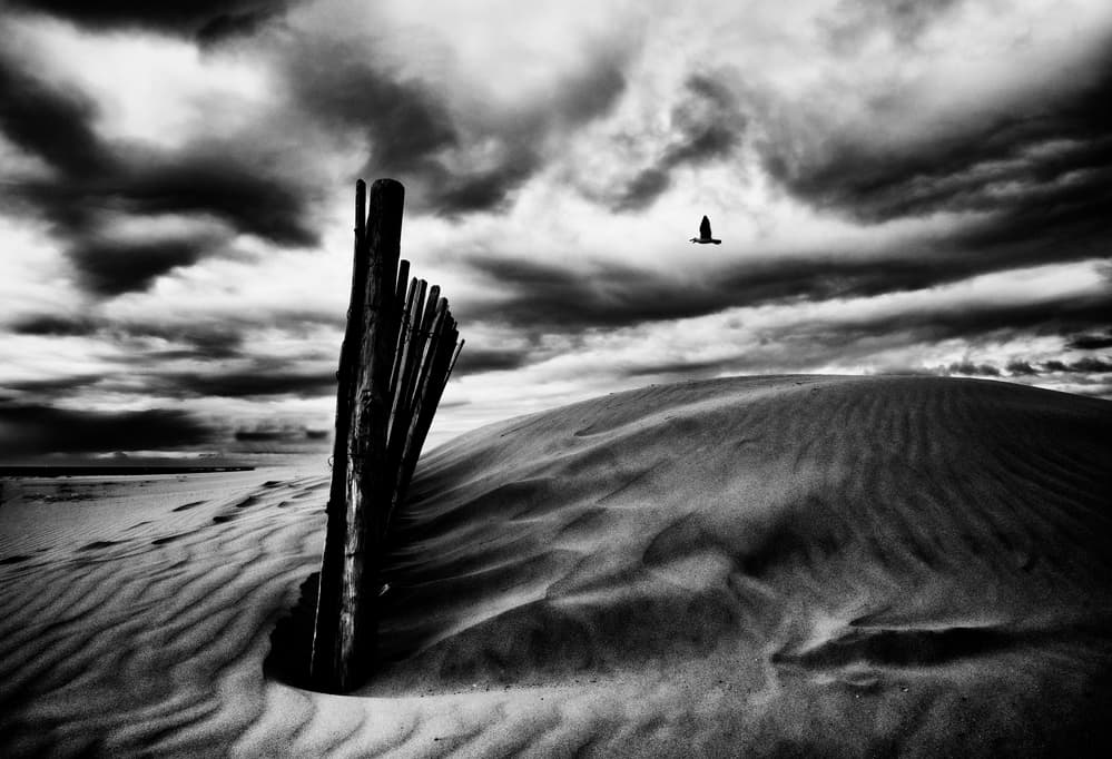 Bird Over Moody Dunes by Stéphane Pecqueux — canvas wall art