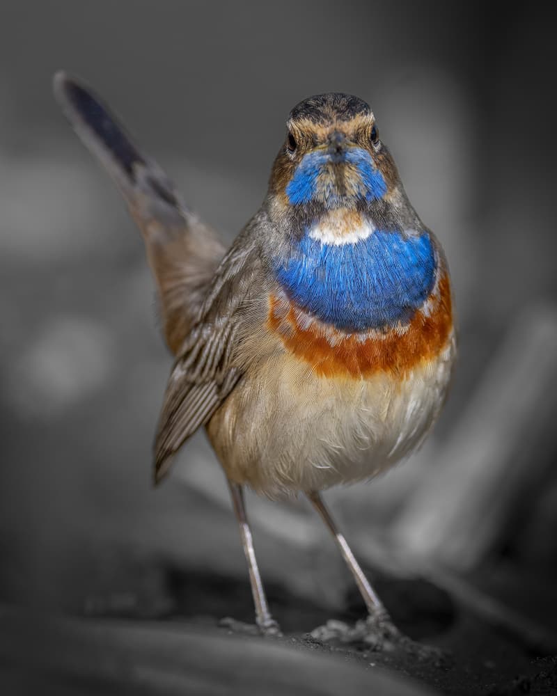 Colorful Bluethroat Stare by Ahmed Elsheshtawy — canvas wall art
