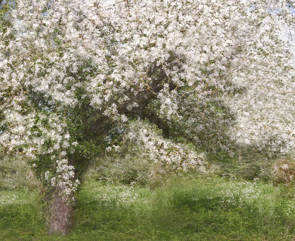 Dreamy Spring Blossoms by Jutta Kerber — canvas wall art