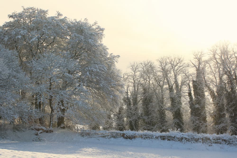 Frosted Winter Morning Trees by Alyson Fennell — canvas wall art