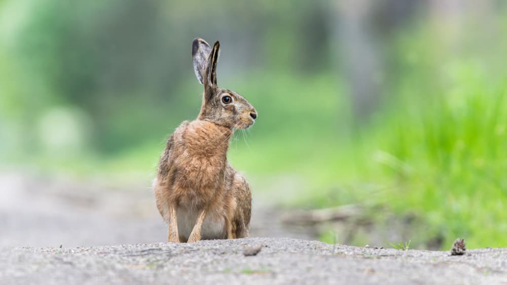 Alert Wild Hare by Damian Stopczynski — canvas wall art