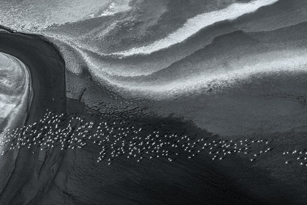 Aerial Flock Over Delta by John Fan — canvas wall art