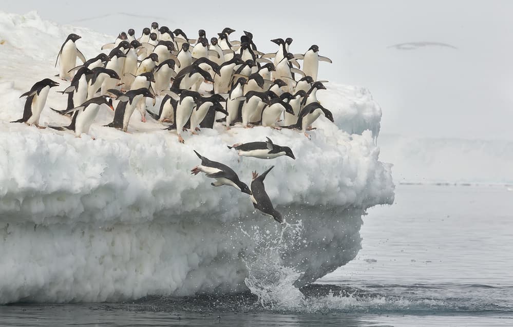Penguins Jumping Ice Floe by Joan Gil Raga — canvas wall art