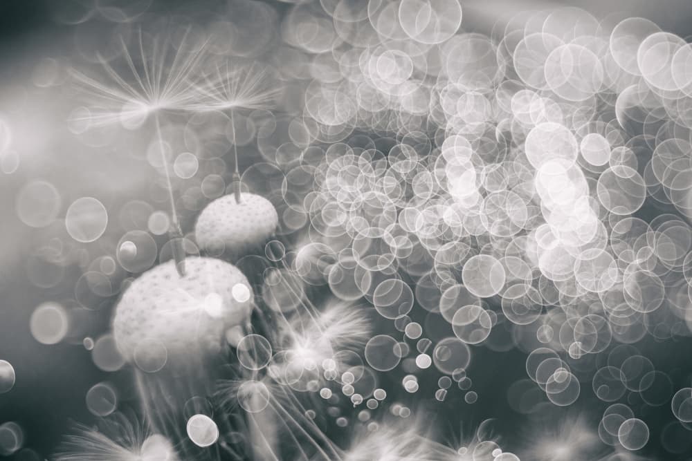 Dreamy Dandelion Bokeh by Igor Kopcev — canvas wall art