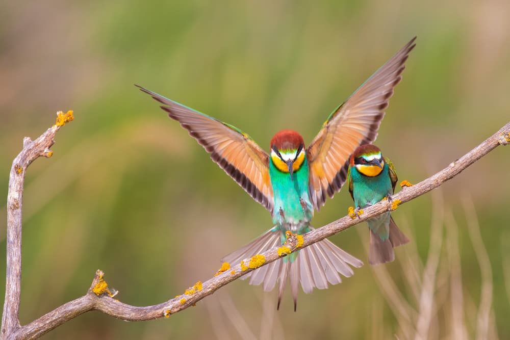 Vibrant Bee-eaters Landing by TONY GORAN — canvas wall art