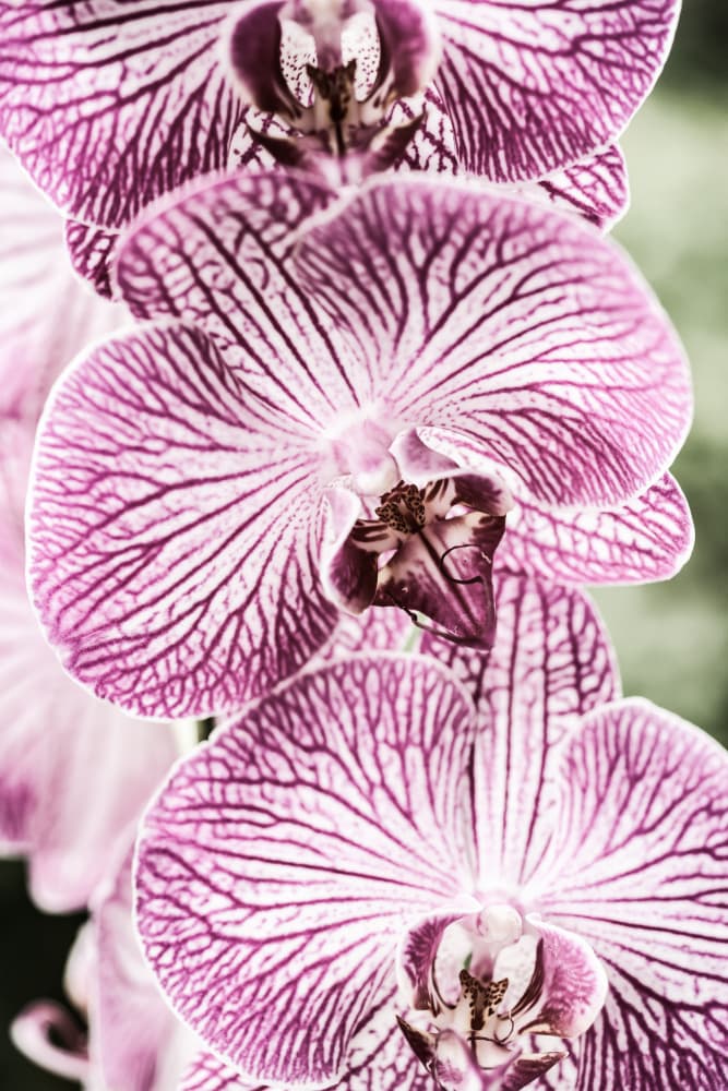 Tiger Blooms by Shot by Clint — canvas wall art