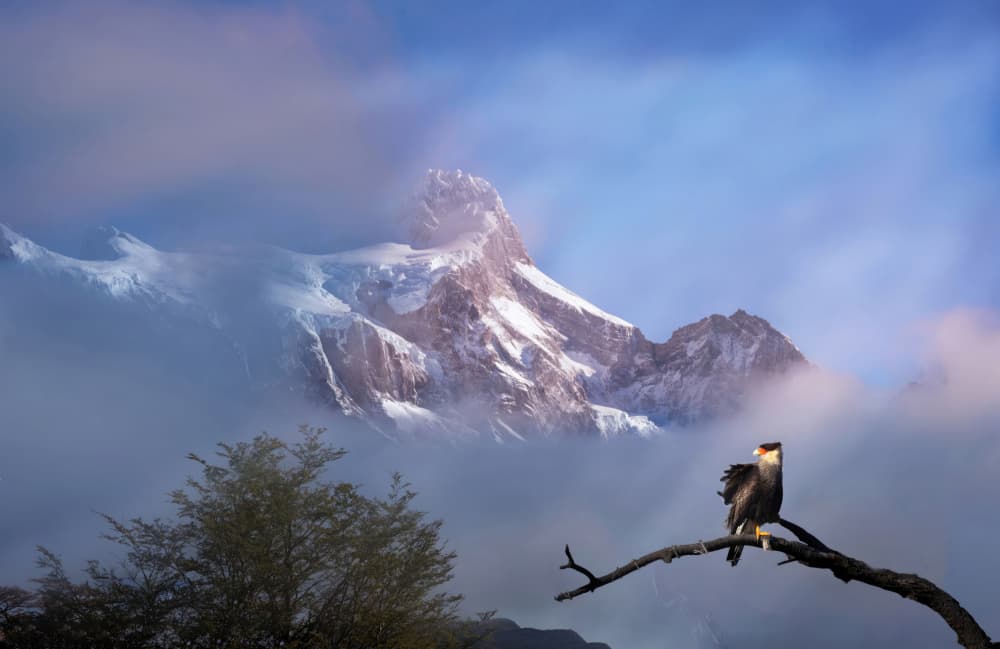 Majestic Mountain Caracara by Yuan Su — canvas wall art
