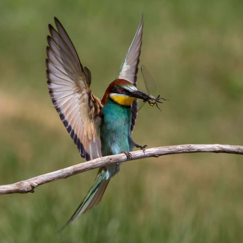 Bee-eater's Prize Catch by Barré Thierry — canvas wall art