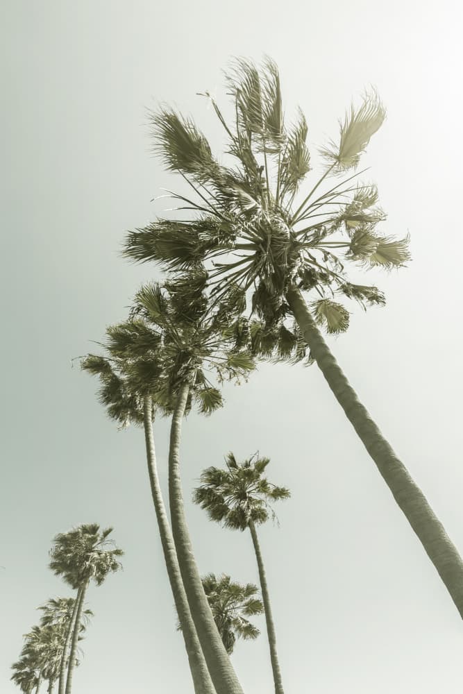 Skyward Palm Trees by Melanie Viola — canvas wall art