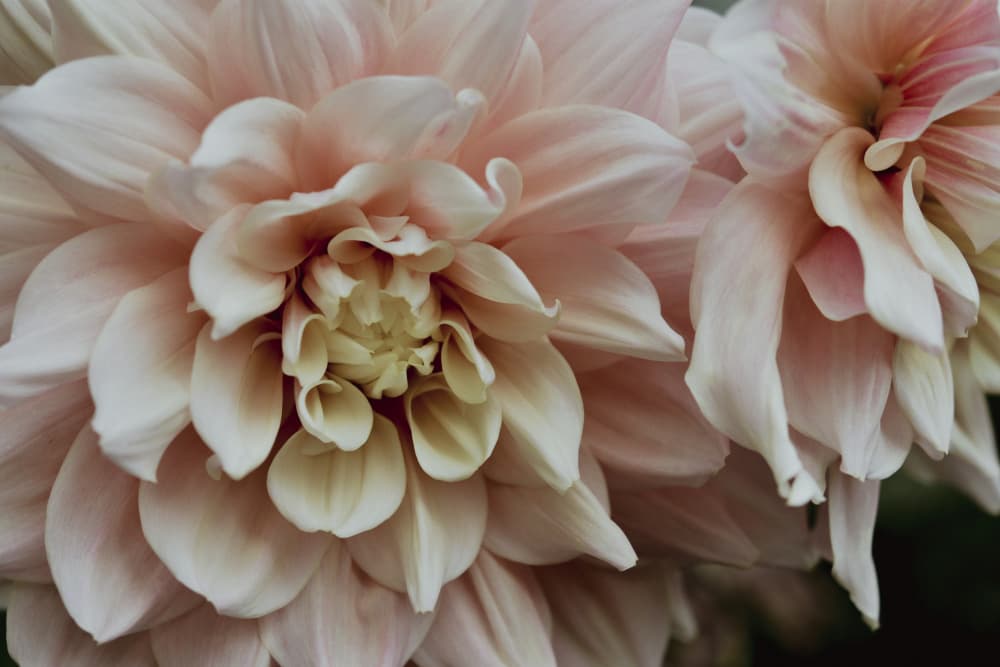 Soft Pink Dahlias by Olivia Joy StClaire — canvas wall art
