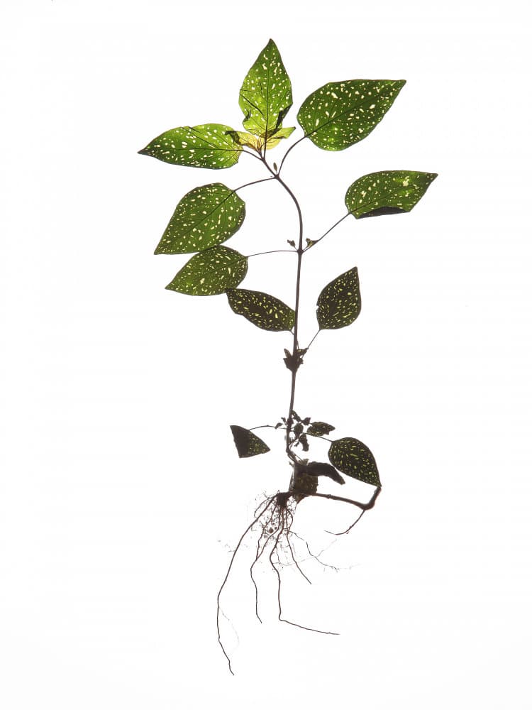 Delicate Decay by Shot by Clint — canvas wall art