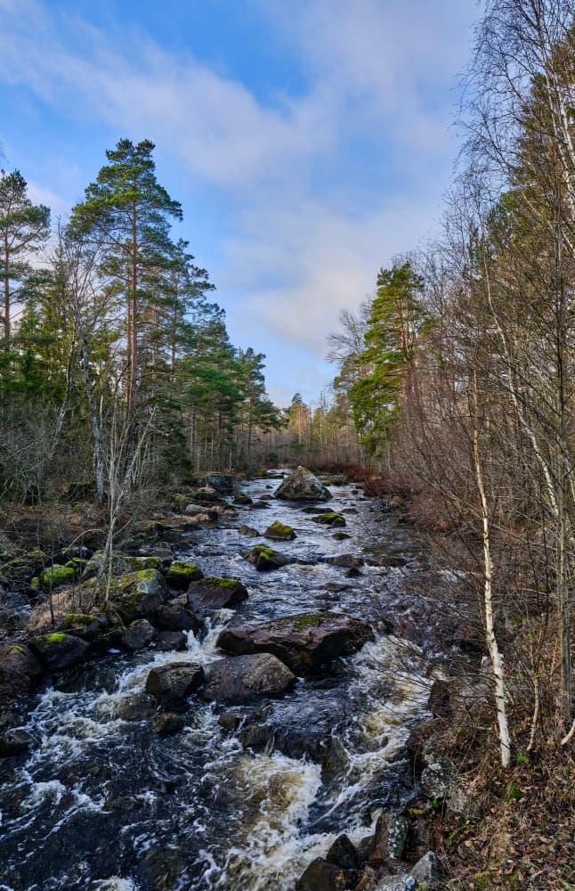 Wild River Through Forest by Geertjan Plooijer — canvas wall art