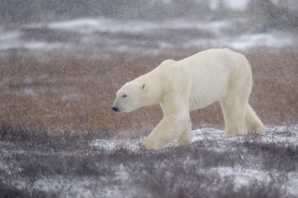 Arctic Bear Snowfall by Marco Pozzi — canvas wall art