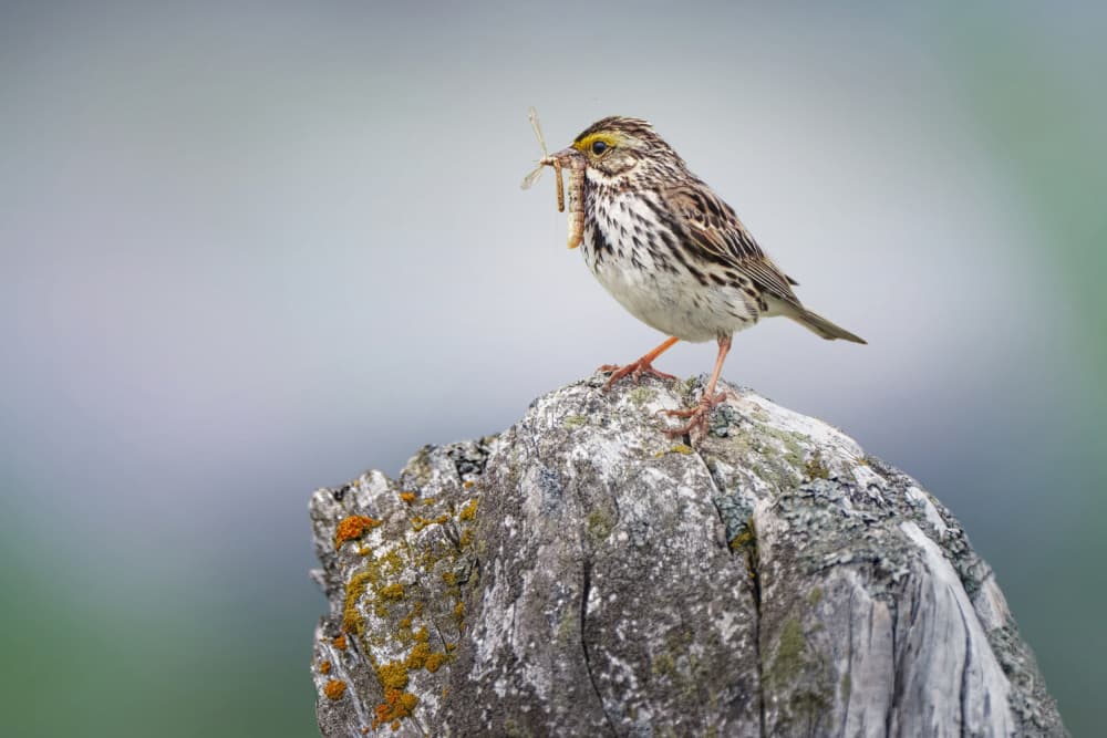 Sparrow's Fresh Catch by Qing Zhao — canvas wall art