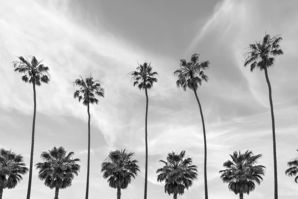 Black And White Palms by Melanie Viola — canvas wall art