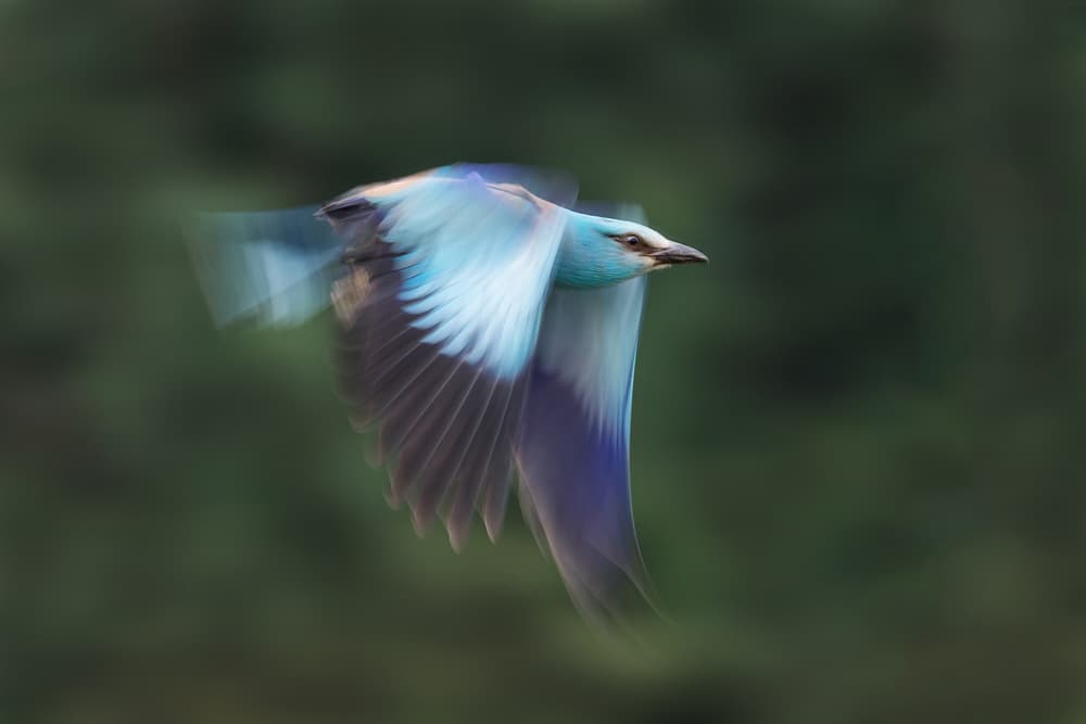 Vivid Blue Flight by Cheng Chang — canvas wall art