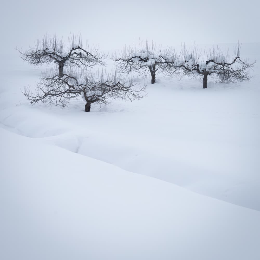 Snowy Orchard Trees by Robert Bolton — canvas wall art