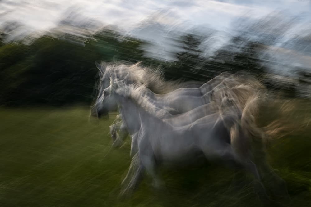 White Horses In Motion by Milan Malovrh — canvas wall art