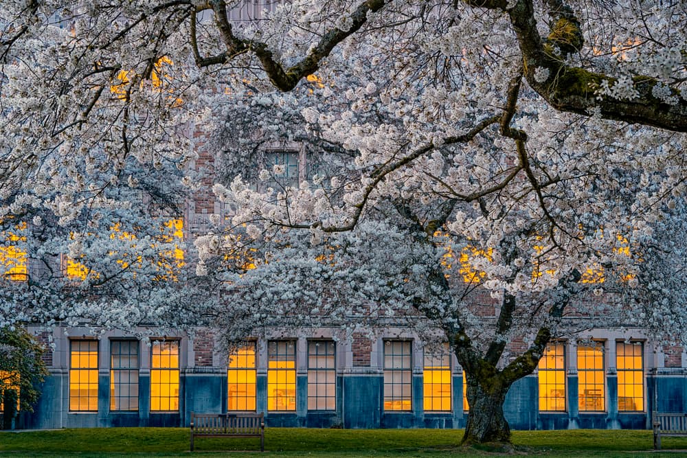 Campus Cherry Blossom Glow by Lydia Jacobs — canvas wall art