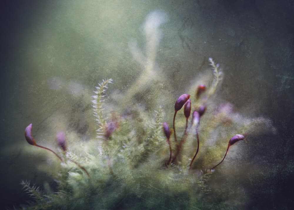 Purple Tipped Moss Growth by Kristina Zvinakeviciute — canvas wall art