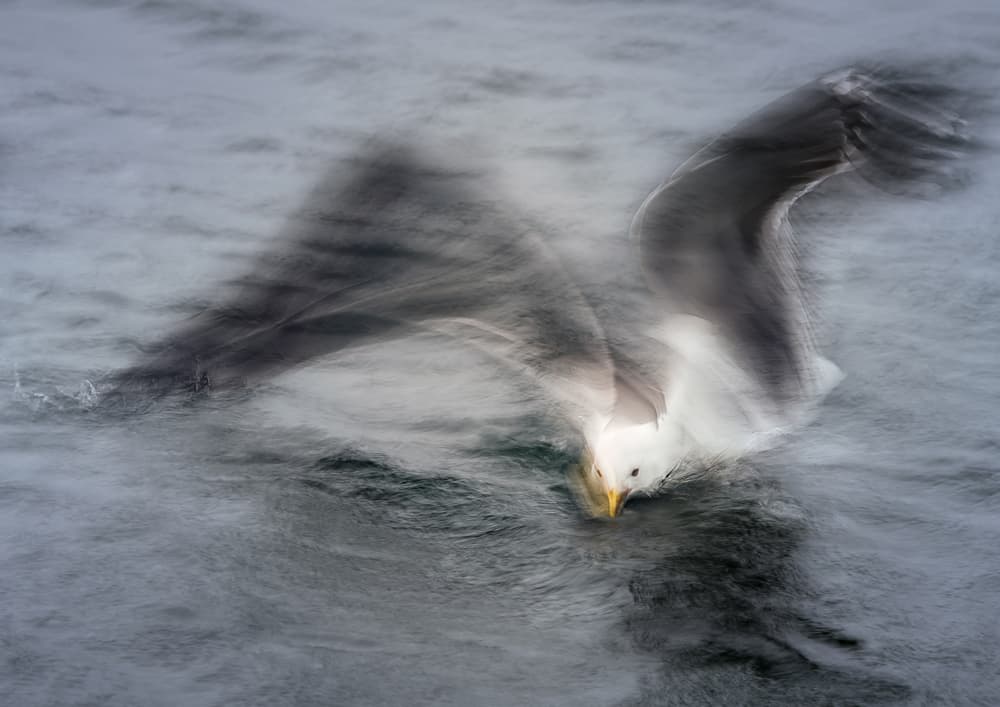 Dynamic Seagull Dive by Katarina Holmström — canvas wall art