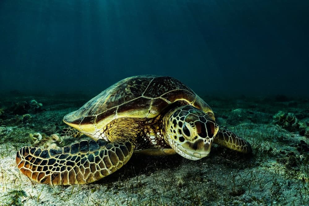 Serene Sea Turtle by Serge Melesan — canvas wall art