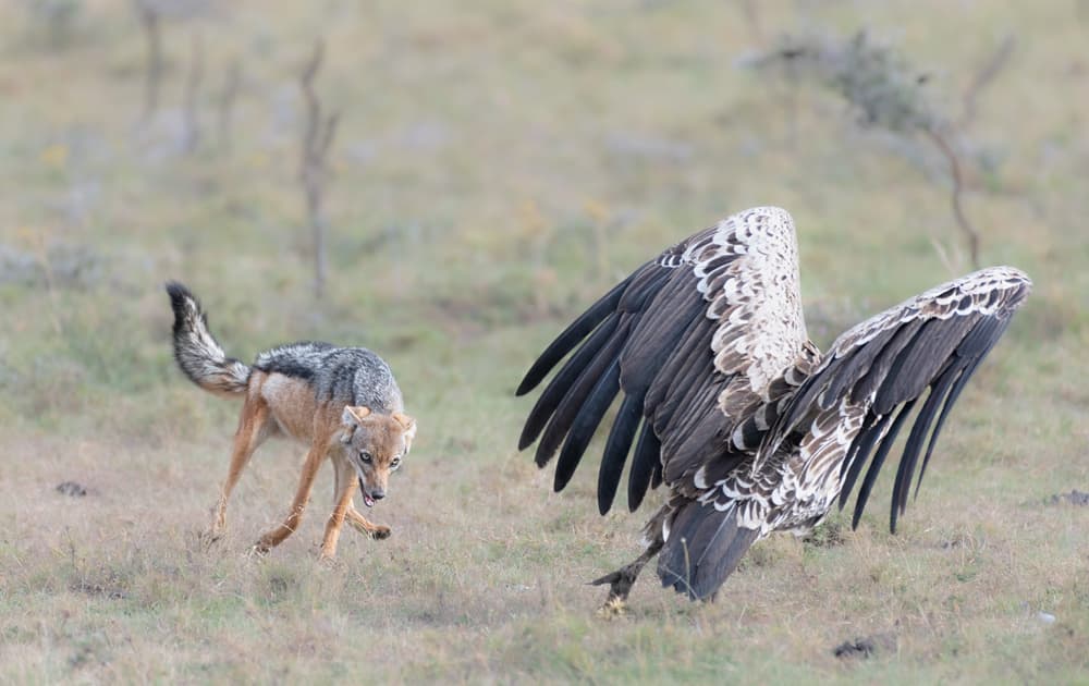 African Jackal Vulture Chase by Henry Zhao — canvas wall art