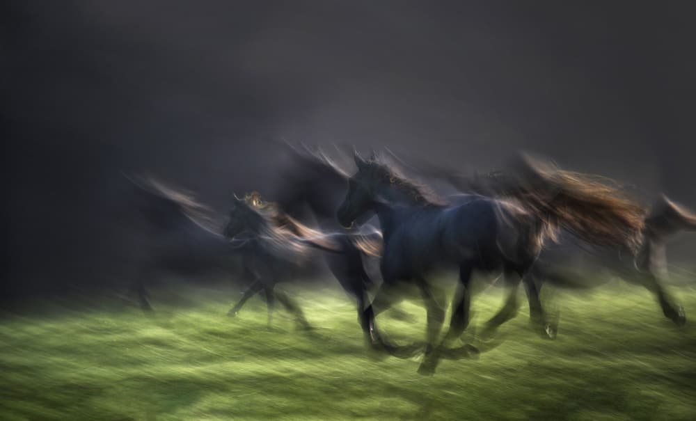 Wild Horses Running by Milan Malovrh — canvas wall art