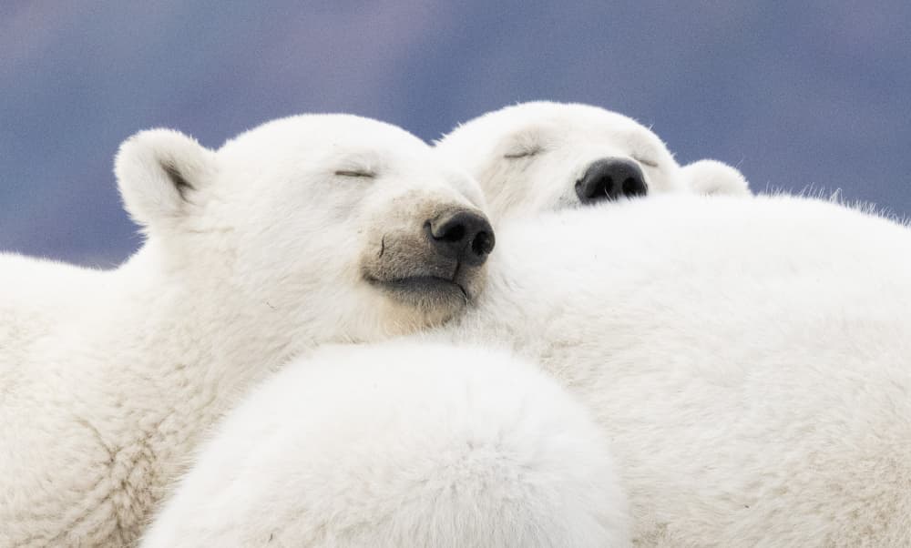 Peaceful Polar Bear Cubs by Manish Nagpal — canvas wall art